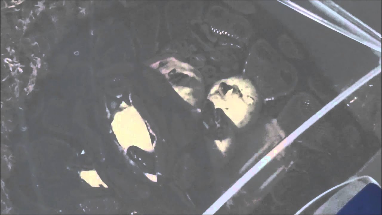 eggs florentine Steamwerks' FLog: 4/21/2015-Maternal Incubation-WC Ball Python-Hatching!