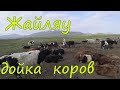 Джайляу. Утренняя дойка коров. Западная Монголия. Казахи.