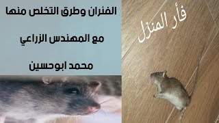 ماذا افعل وجود الفئران في المنزل فوبيا الفئران