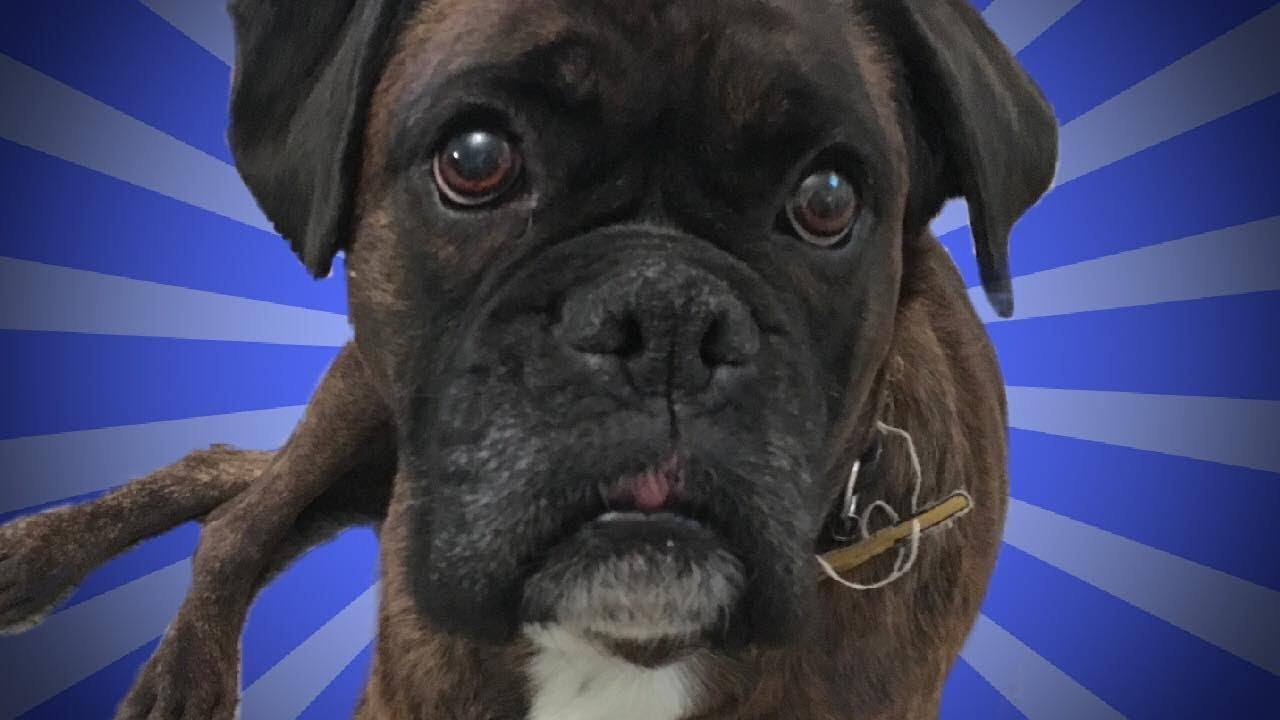 The Best Dog Voice Over I Love the TUNA!!! Funny Talking Animals YouTube