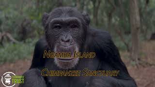 Ngamba Island - Giving Day for Apes 2025