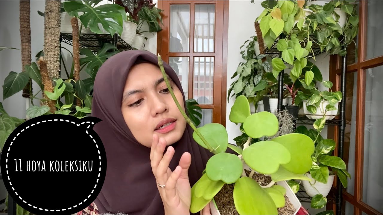 11 hoya koleksiku
