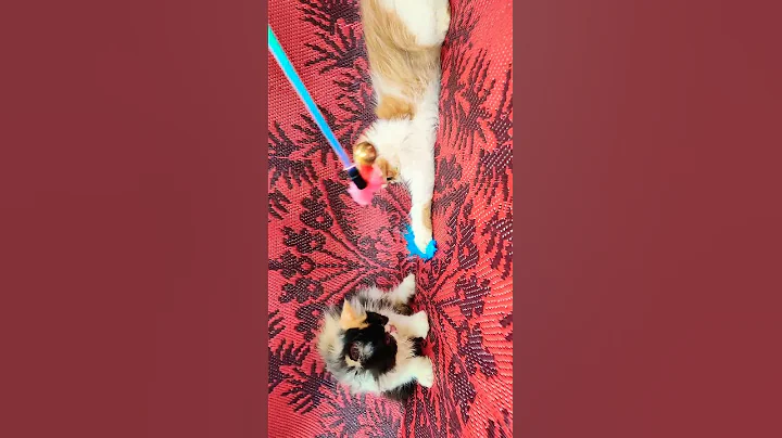 Watch the video about Punch face persian in kolkata | Persian cat kolkata