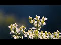 Release the rush, embrace peace 🍂 Relaxation for Work and Study [ Lofi Hip Hop - Lofi Beats ]