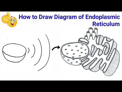 Featured image of post Drawing Of Rough Endoplasmic Reticulum The rough endoplasmic reticulum synthesizes proteins