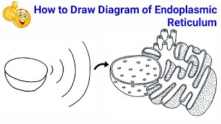 Schematic Drawing Of Some Of The Subcellular Organelles - Sketch Diagram Of  Ribosome, HD Png Download - vhv