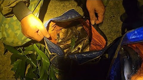 Câu cá trê vàng Tân Hưng Tiền Giang trúng cá nữa ah em ơi/ Phong Phan-TV