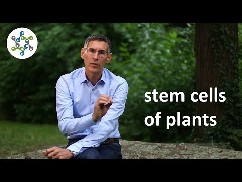 Video: Desheli innovation: plant stem cells