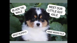 black tri australian shepherd puppy