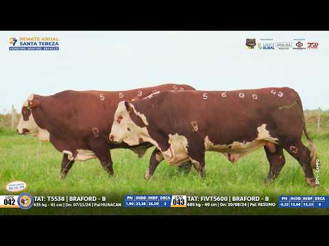 Lotes 42 e 43 Braford | 27º REMATE ANUAL SANTA TEREZA 29/09/26 ParceriaLeilões - El Campo Produções