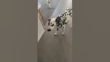 My little cow turned 3 today! #dog #cow #love #pets #dogs