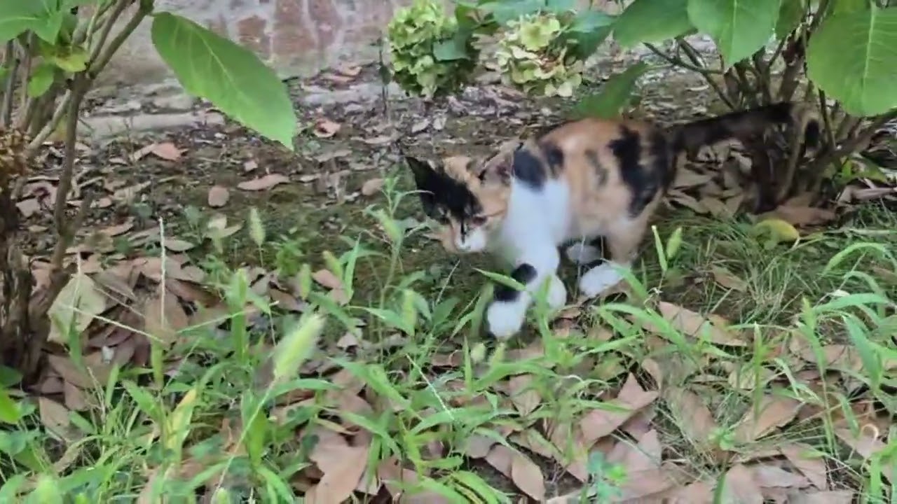 Golcü kedi#keşfet #cat