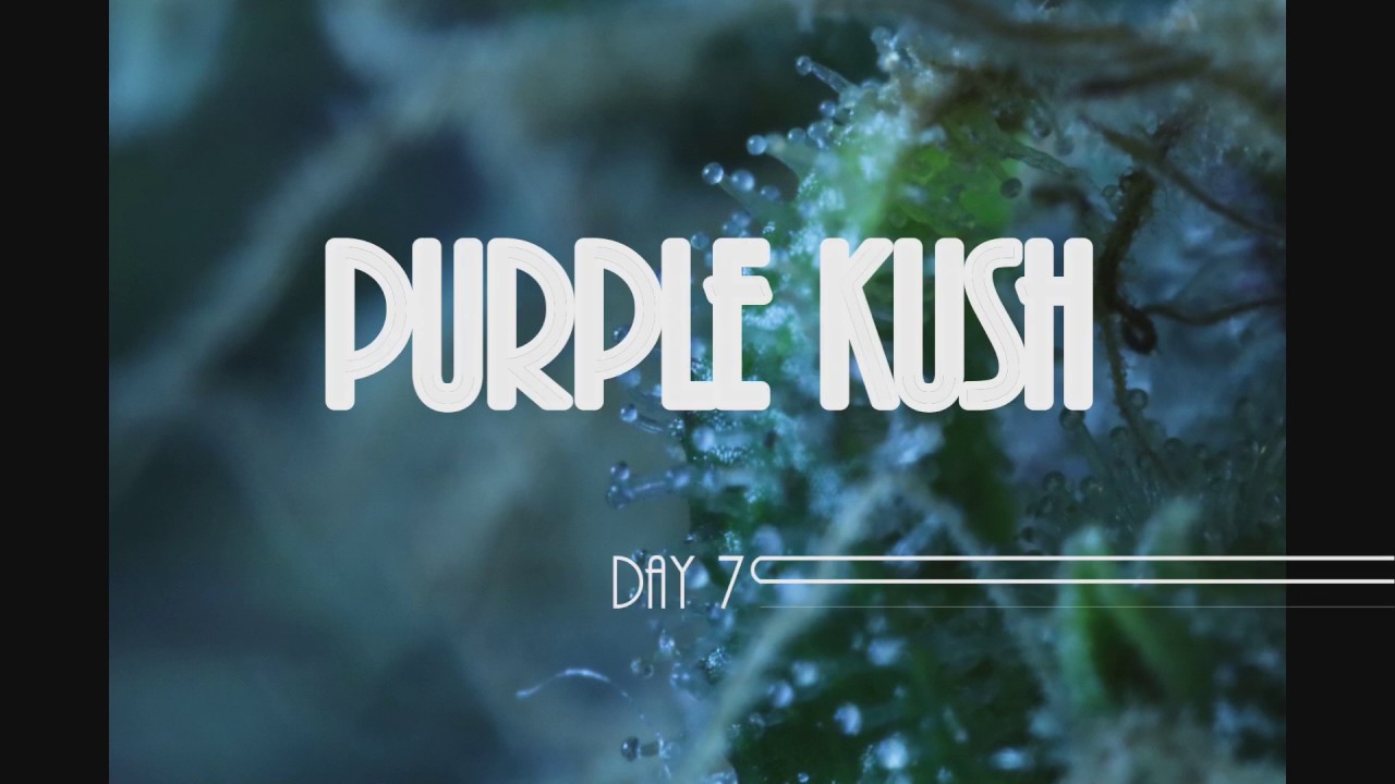 PurpleKush Day  79