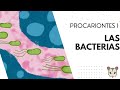 Procariontes I: Bacterias