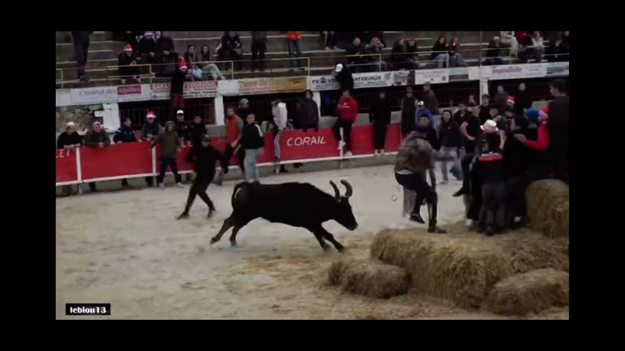 Toro Paille Mouriès 21/12/24. Taureau Manade Labourayre.