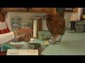 Pet Chicken Helps Out In The Kitchen