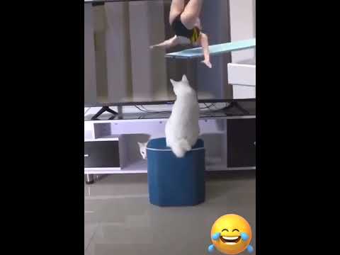 Funniest Cats 😹 Silliest Creature on Earth 😂 Funny Cats Videos