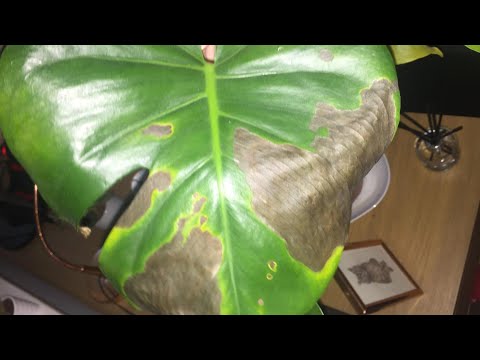 Video: Frunze Strălucitoare De Rădăcină