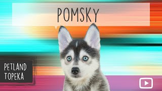 Pomsky Fun Facts by Petland Topeka 5 views 2 years ago 1 minute, 8 seconds