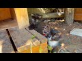 Cute and funny kittens have a lot of fun playing