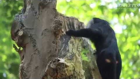 Lion Tailed Macaques At Howletts Exploring Their New Habitat