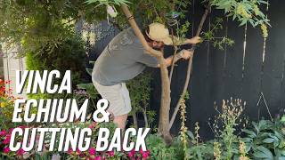 Adding A Dream Plant, Vinca & Clean Up