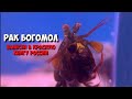 Рак Богомол в аквариуме | Обустройство | Mantis