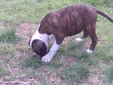 Bebe Boxer 2 Mois 1 2 Youtube Bebe Boxer 2 Mois 1 2 Youtube
