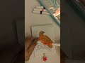 Let's colour together Eagle 🤎 fun and relax colouring 🖍️ Shorts 💐