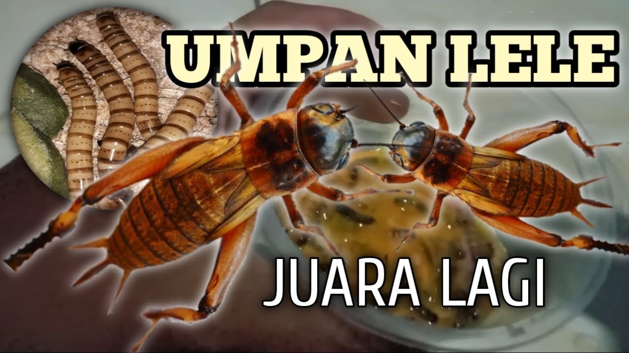 JUARA LOMBA PAKAI RACIKAN JANGKRIK & ULAT JERMAN ‼️ UMPAN LELE TERJITU