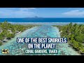 THE BEST SNORKELING ON THE PLANET 🌎 ... The Beautiful Coral Gardens, Taha'a ( at Le Tahaa Resort)