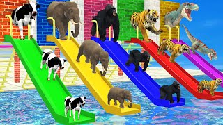 Cow Mammoth Elephant Tiger Gorilla Choose the Right Mystery Wall Wild Animals Long Slide Game