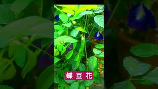 雨後的「蝶豆花」欣賞！