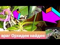 🤔Орхидеи Желтеет Лист Это🧐Разберём все подробности🤯от чего?в чем причина?Что делать?🥺