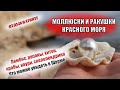 ЕГИПЕТ| МОЛЛЮСКИ И РАКУШКИ Красного моря. Лямбис, рапаны, хитон, крабы, каури в Шарме