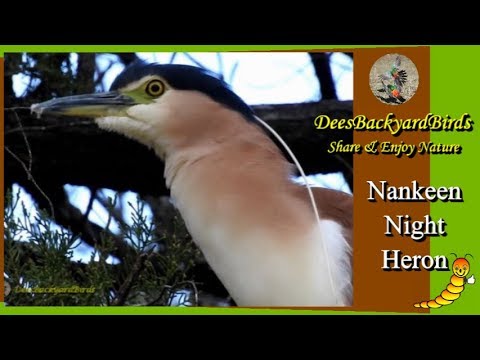 Peaceful Doves Bird Watching Videos Backyard Birds Australia Youtube