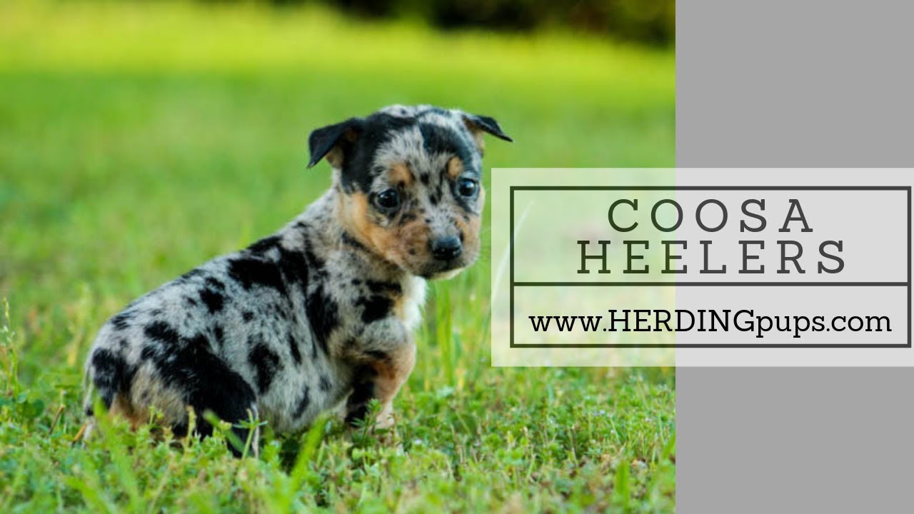 coosa heeler