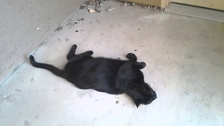 Bare  the black cat