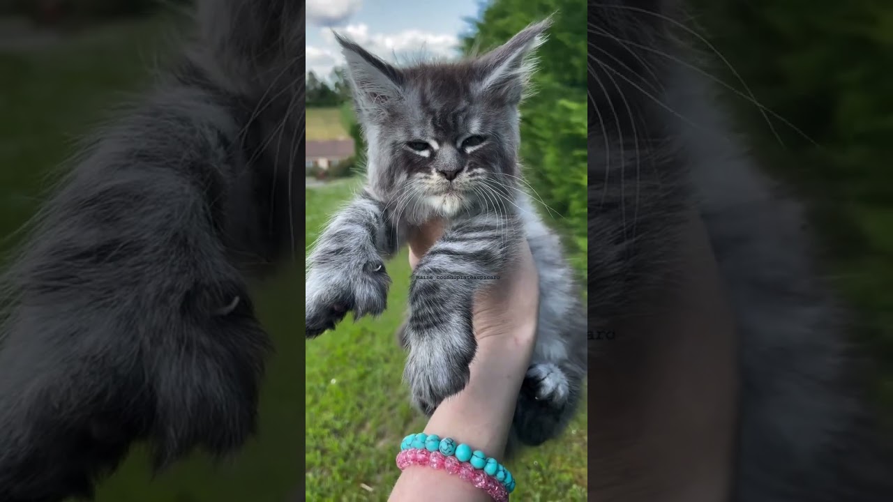🐾 Baby vs Adult Animal Transformation | Cute to Soldier Animals | Small to Big Animals Evolution 🦁🐘