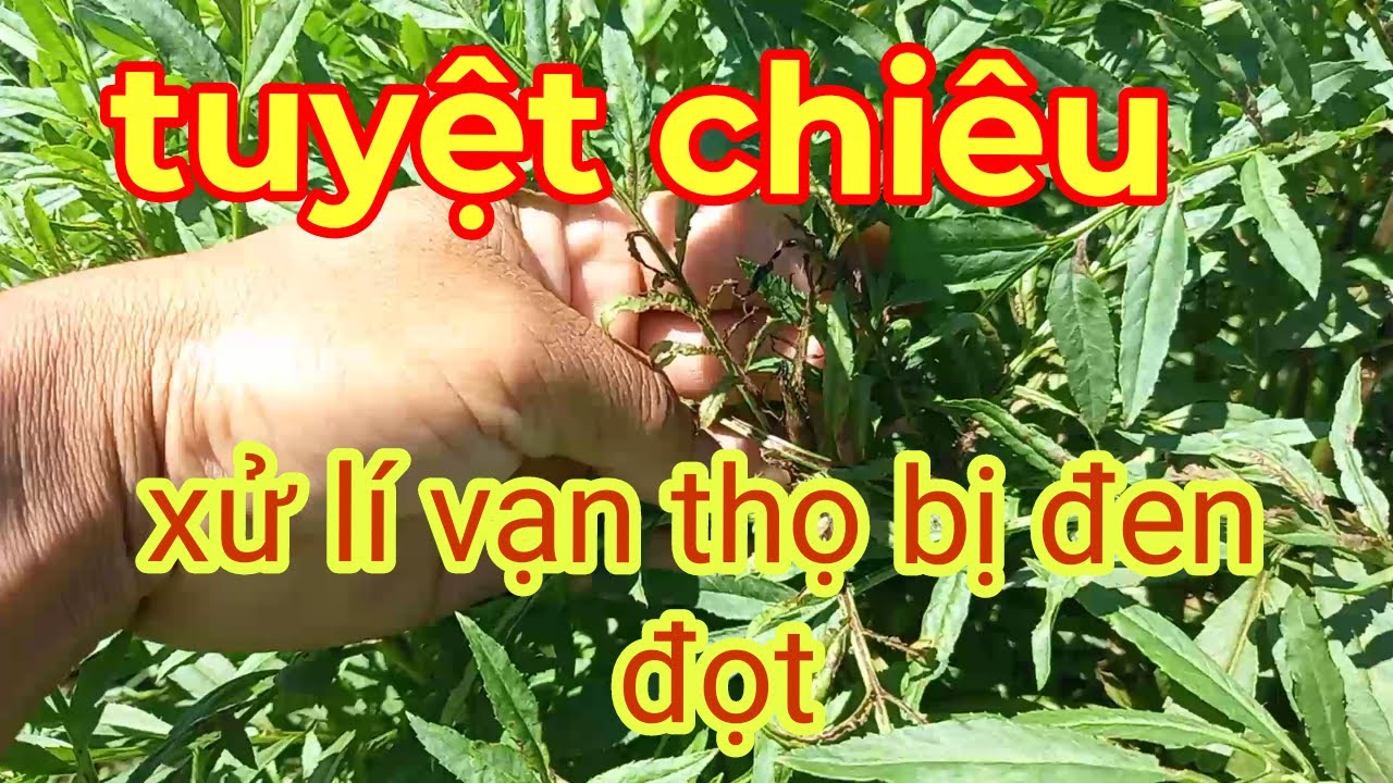 Tuyệt chiêu xử lí hoa vạn thọ bị đen đọt chỉ có ở @tronghoatet chia sẻ..