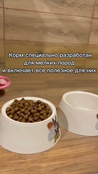 Корм КУНАК для собак - выбор питомников - YouTube