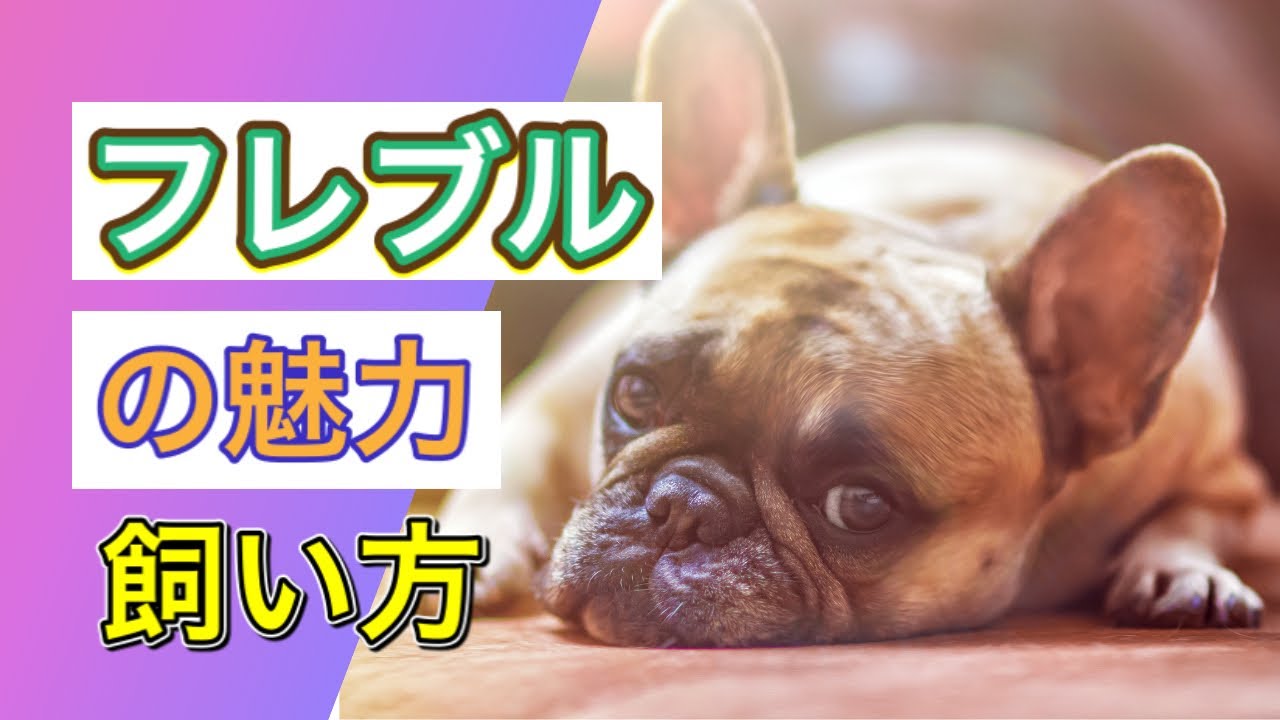 フレンチブルドッグ 魅力 飼い方 性格 注意点 All About French Bulldog Youtube フレンチブルドッグ 魅力 飼い方 性格 注意点 All About French Bulldog Youtube
