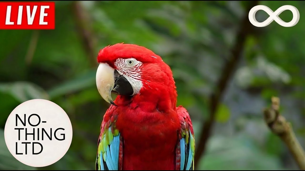 🔴 LIVE: Tropical Rainforest 🦜 Real Jungle Sounds & Bird Ambience for Focus