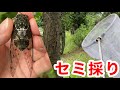 セミが鳴き始めたのでセミ採りに行ったらセミだらけだった！
