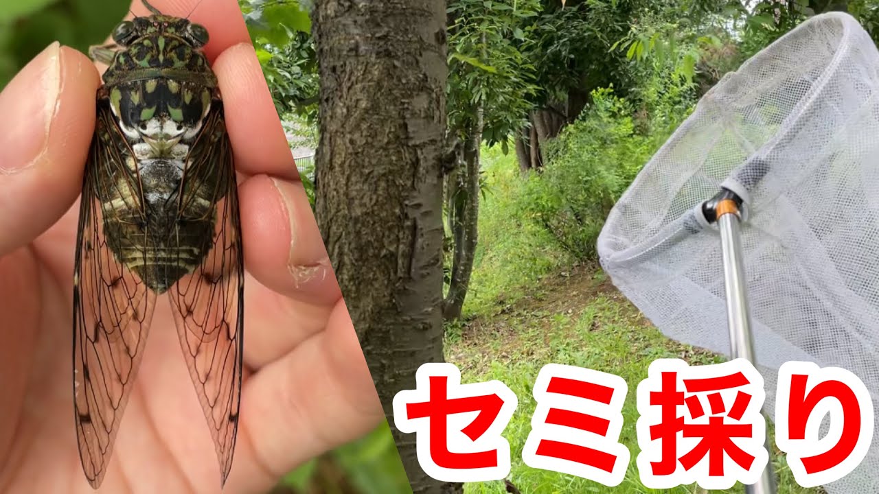 セミが鳴き始めたのでセミ採りに行ったらセミだらけだった！