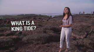 Famous What Is a King Tide? Net Worth
