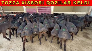 KATTA XISSORI QOZILAR KELDI JUDA ARZONLADI 99-978-74-74  99-225-37-37