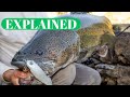 Craziest murray cod session weve had