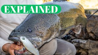Craziest Murray Cod session we've had!?!