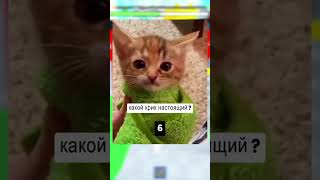 Какой Крик Настоящий? Только 0.999 % Угадали Правльно!